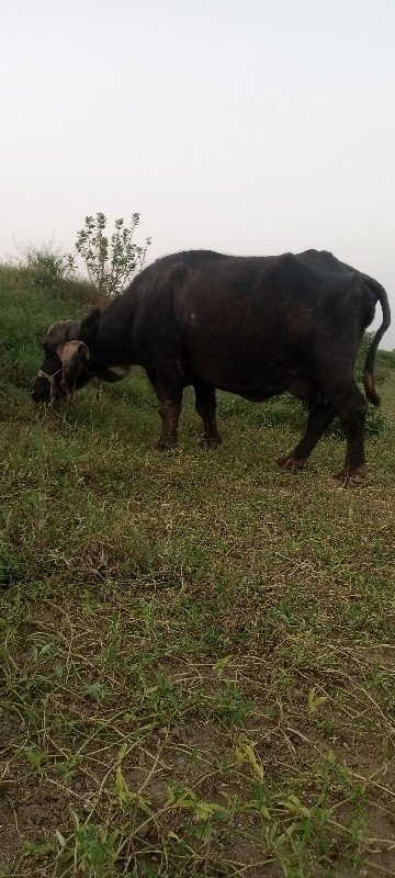 આ ભેસ