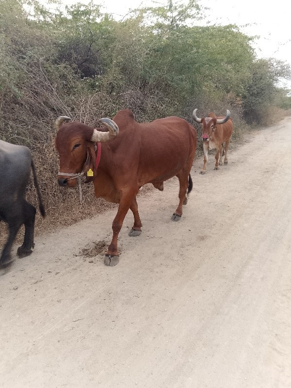 બળદ વેચવાના છે