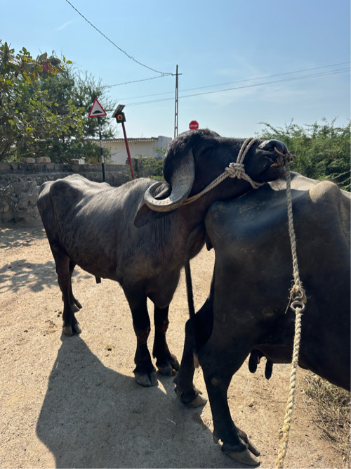 બધી જવાબદારી થી...