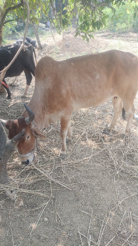 ગાય વેચવાની છે