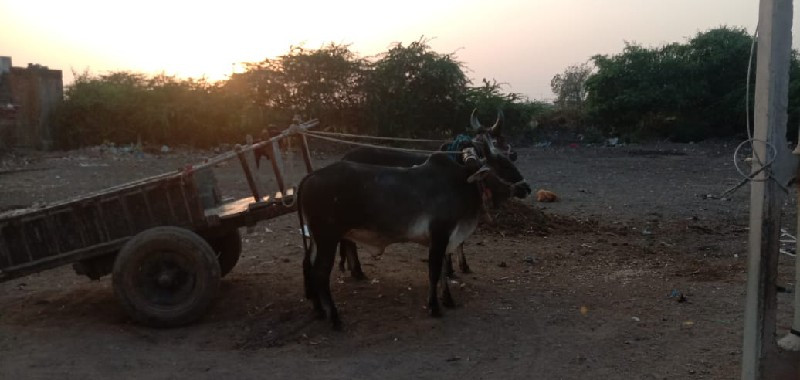 વેશવાના છે