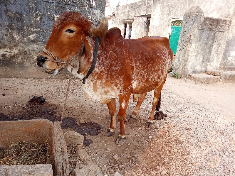 બળદ વેચવા નો છે