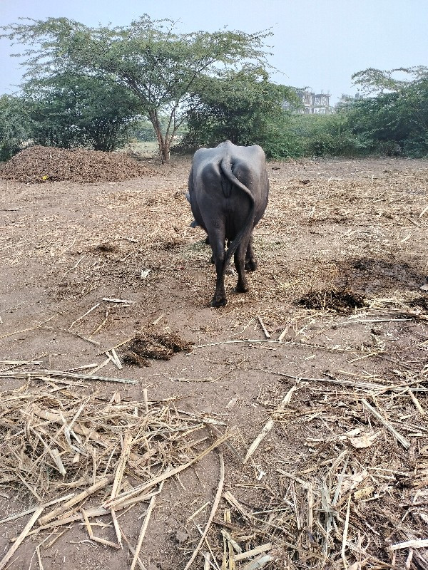 ભેંસ વેચવાની છે