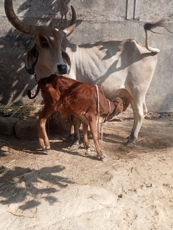 ગાય‌વેશવાનીછે