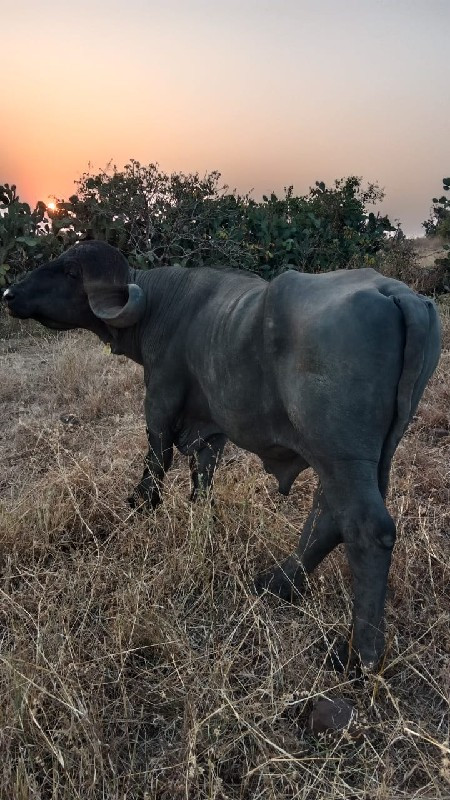 આ પાડો વેસવાનો...