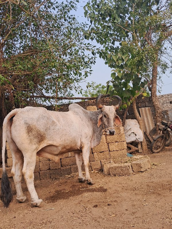 બળદ વેચવાનો છે