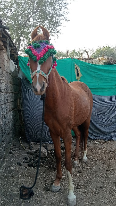 વેસવાની છે