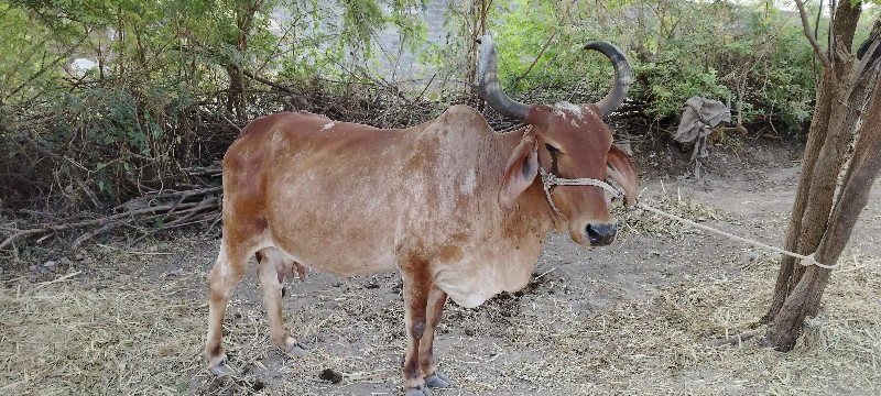 ગાય વેચવાની 3 વ...