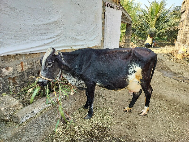 એસ. એફ ગાય વેચવ...