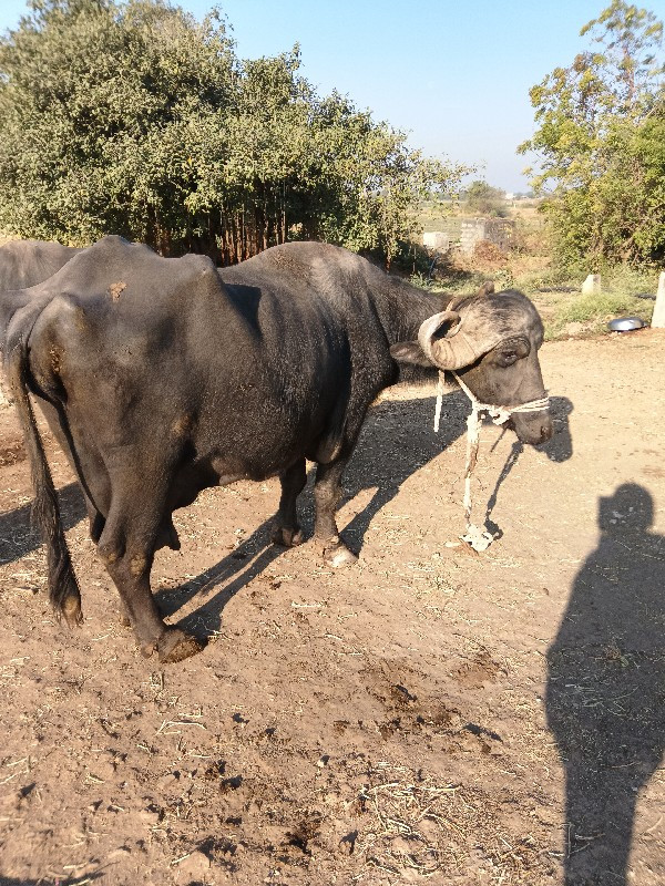 ભેંશ વેચવાની છે