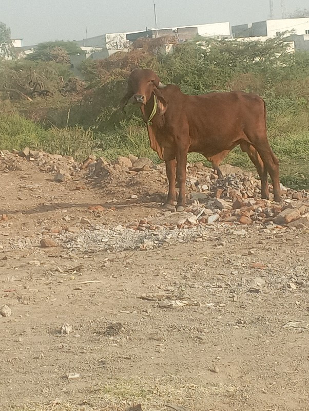 ગીરખુટ વેચવાનો