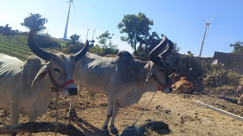 હા મળદ બે વેચવા...