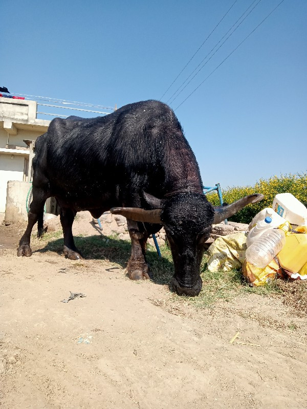 ભેંસ વેસવાની છે