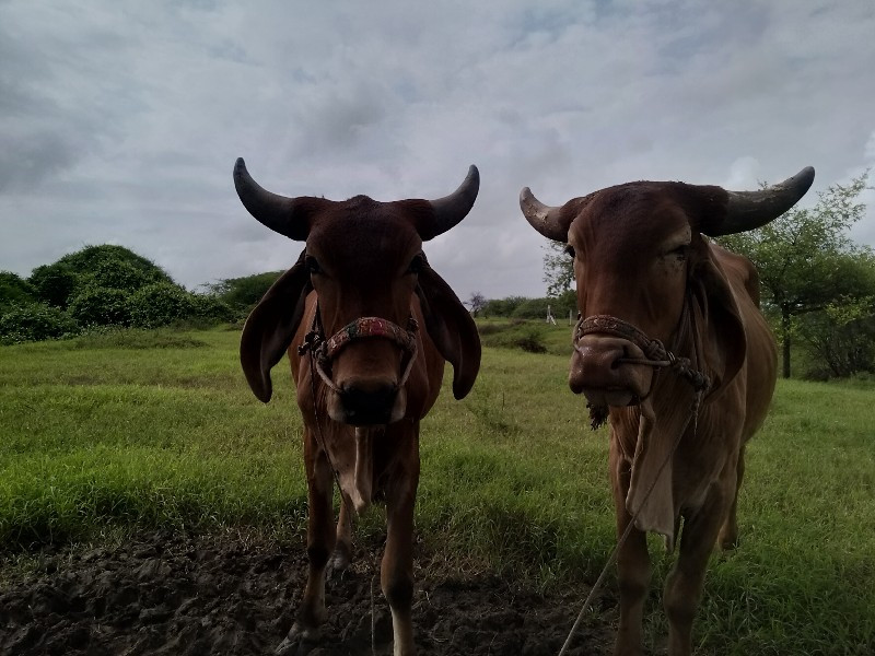 ગોઢલા વેસવા ના...