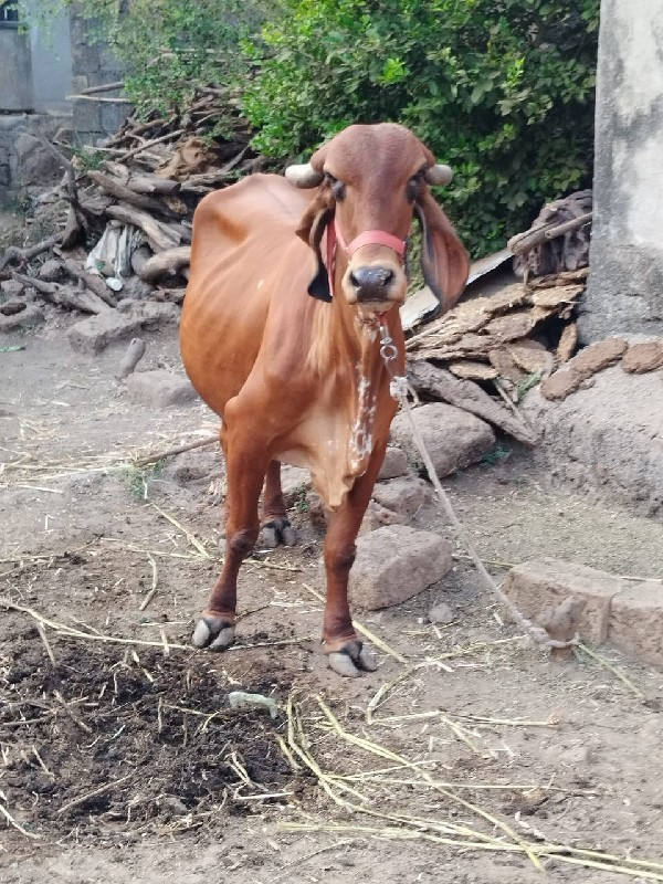 ગાય