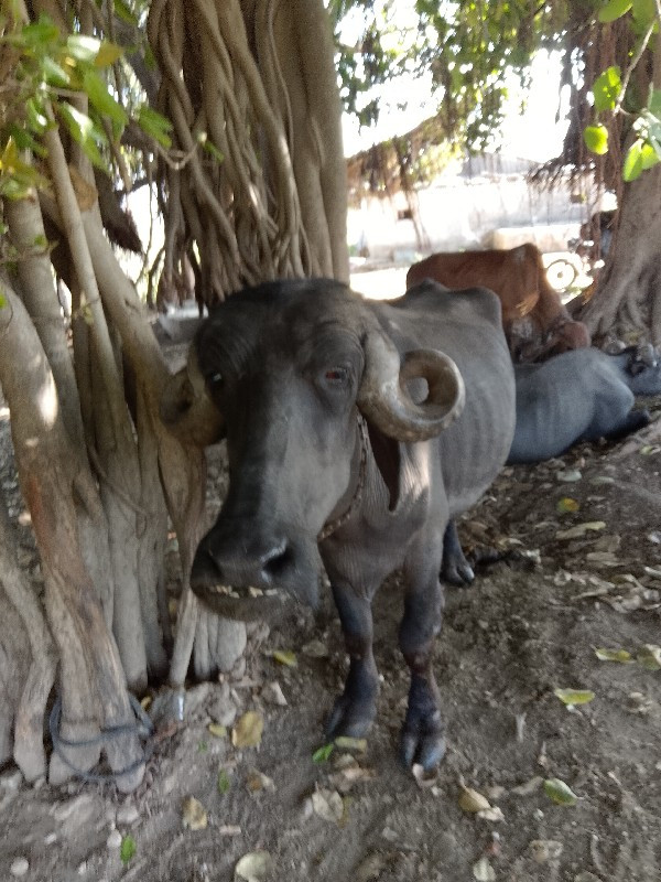 ખળેલી વેચવાની છ...