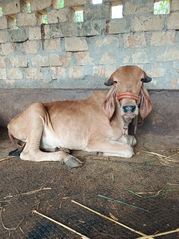 હોલકા સે ગીર