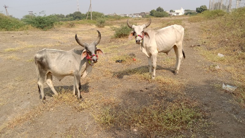 Junagarh passio...