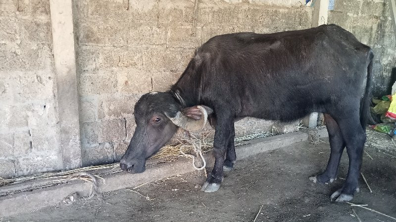 ખળેલી વેચવાની છ...