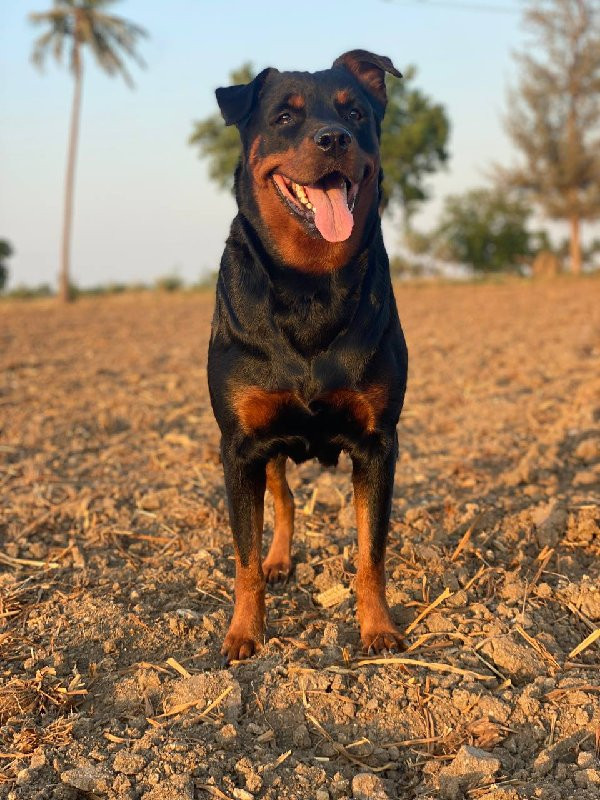 Rottweiler fema...