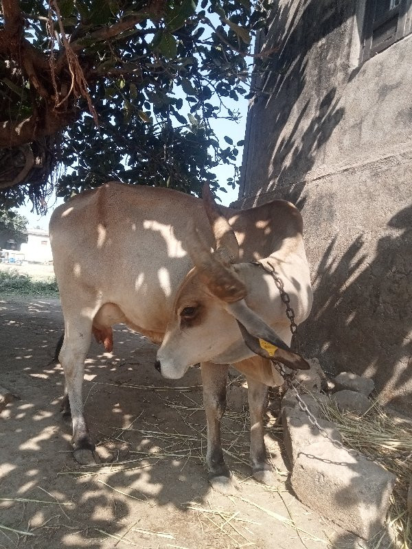 ગાય‌વેશવાનીછે