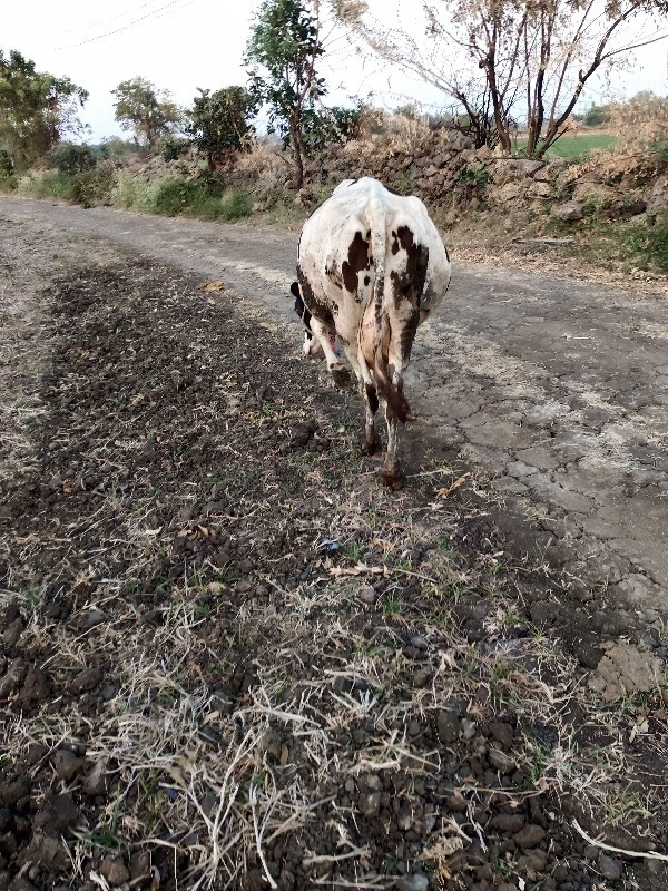 ગાય વેચવાની છે