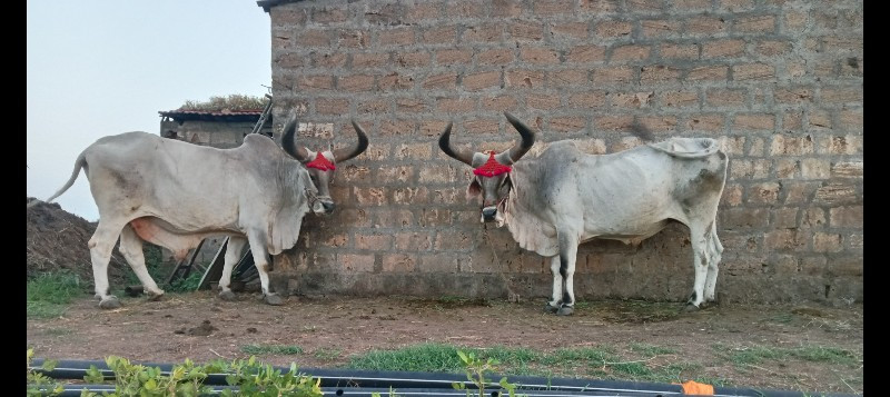 બળદ વેચવાના છે