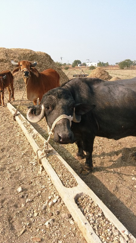 ભેંસ વેચવાની છે...