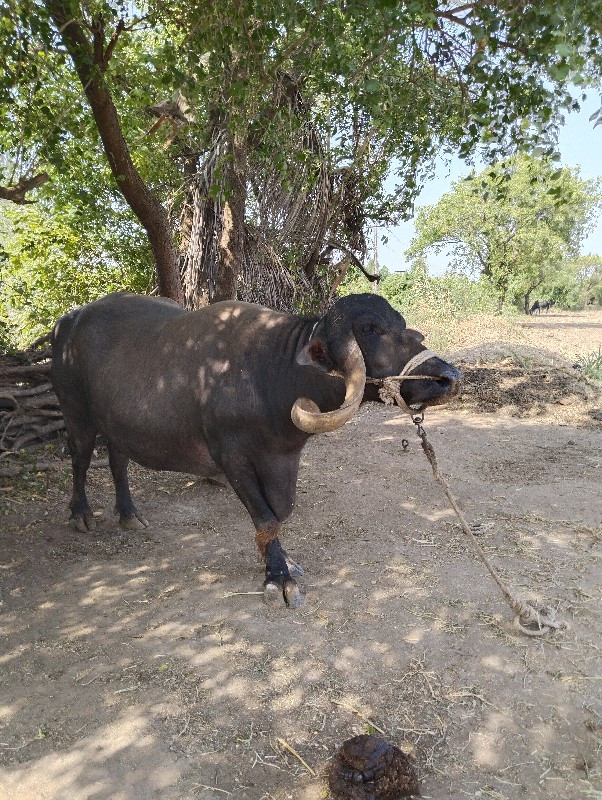 ભેંશ વેચવા ની છ...