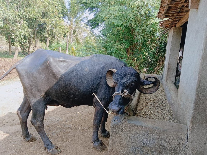 ભેંશ વેચવાની છે