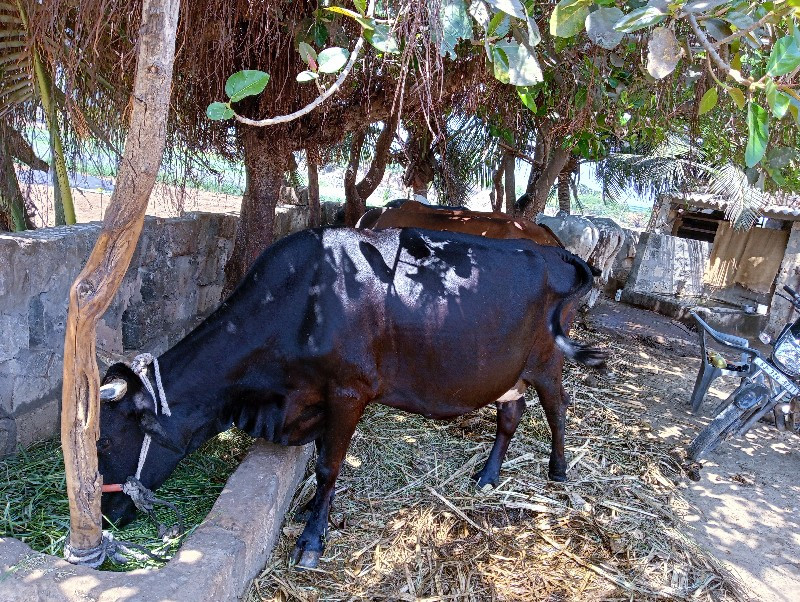 ગાય લે વેચ