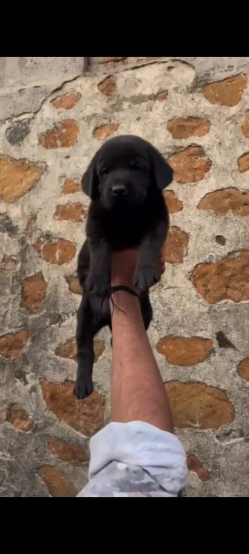 Labrador�...