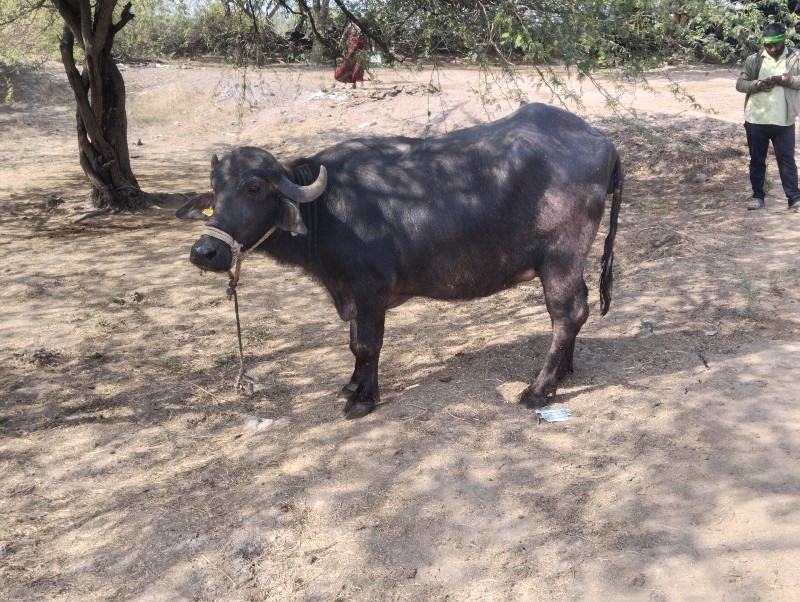 પેલુ વેતર