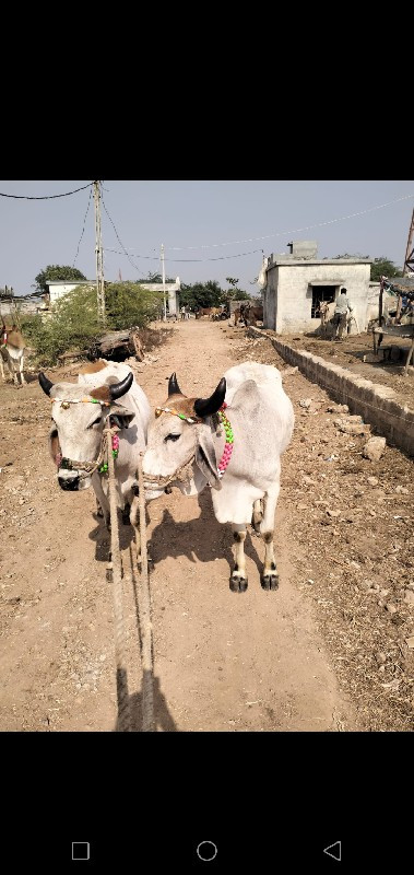 શિવ સાહેબ