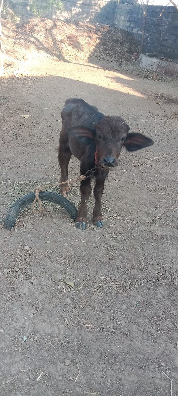 ભેસ વેચવાની છે