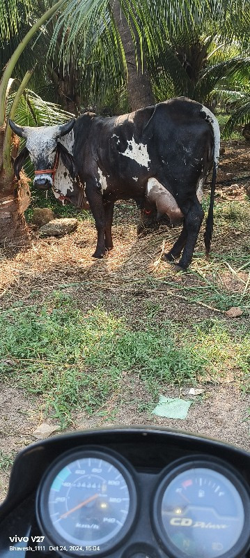 ગાય પેલું વેતર