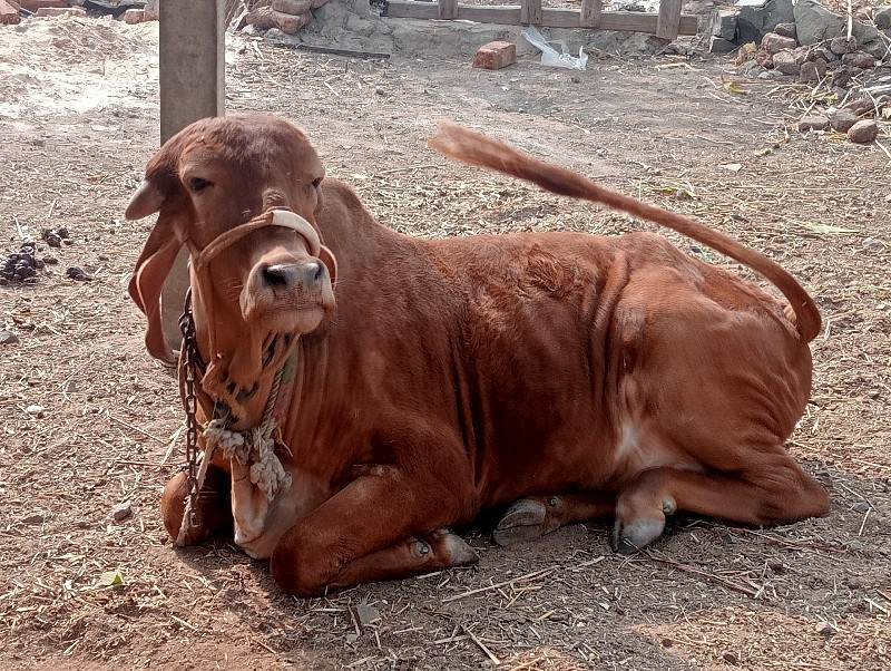 દેસી વસડી સોન ક...