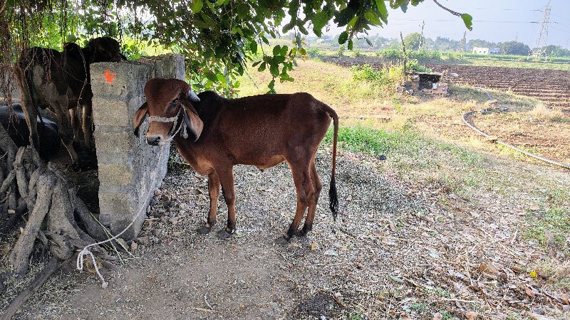 ગોઢલા વેચવાના છ...