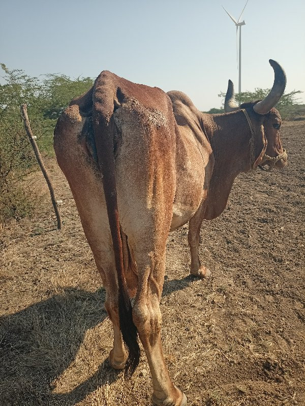 ગાય વેચવાની છે