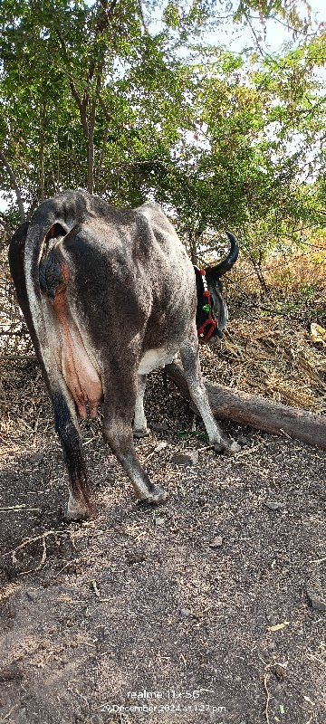 કાંકરેજ ગાય વેચ...