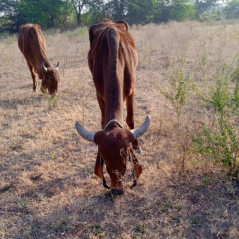 ગાય વેચવાની છે...