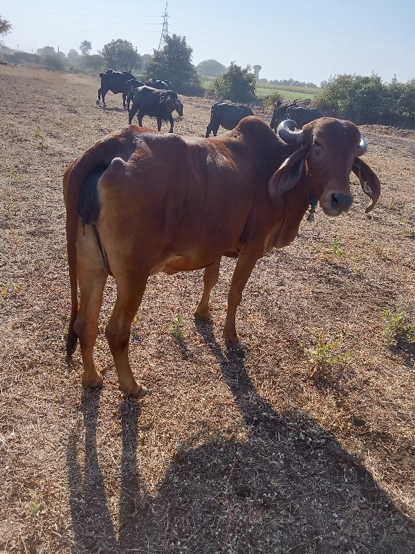 ગીર ગાય વેચવાની...