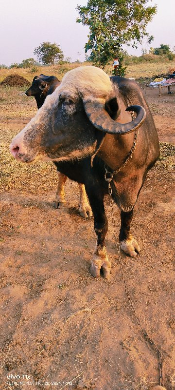 vechvani chee