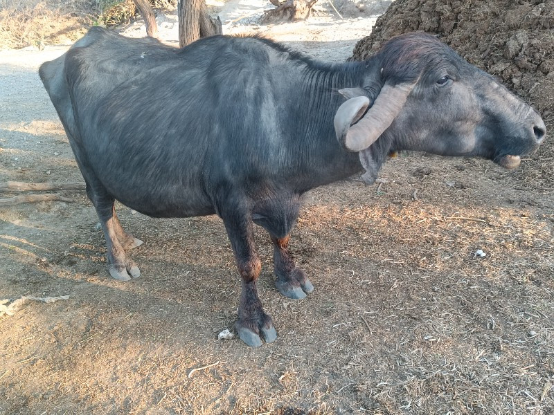 ભેંસ વેચવા ની છ...