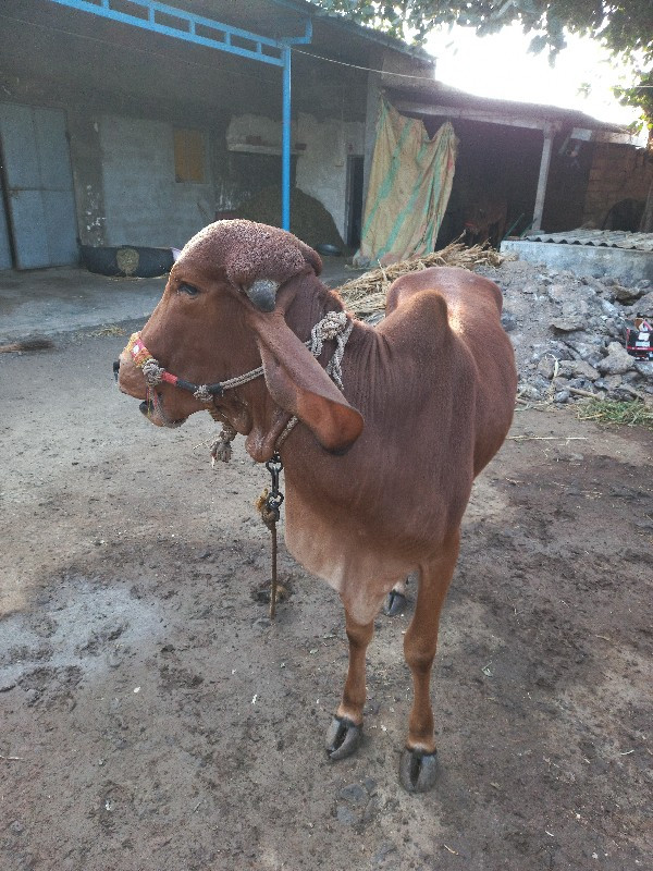 વાછડી