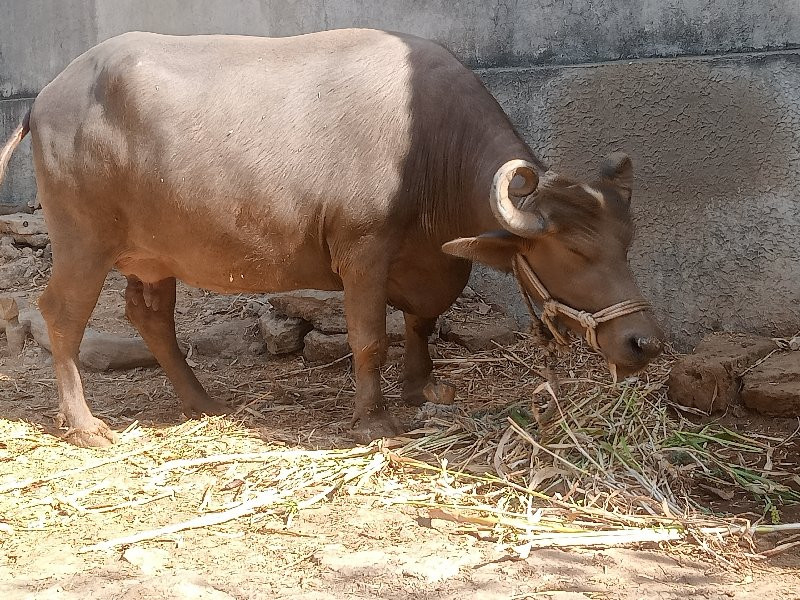 ભેંસ વેચવાની છે