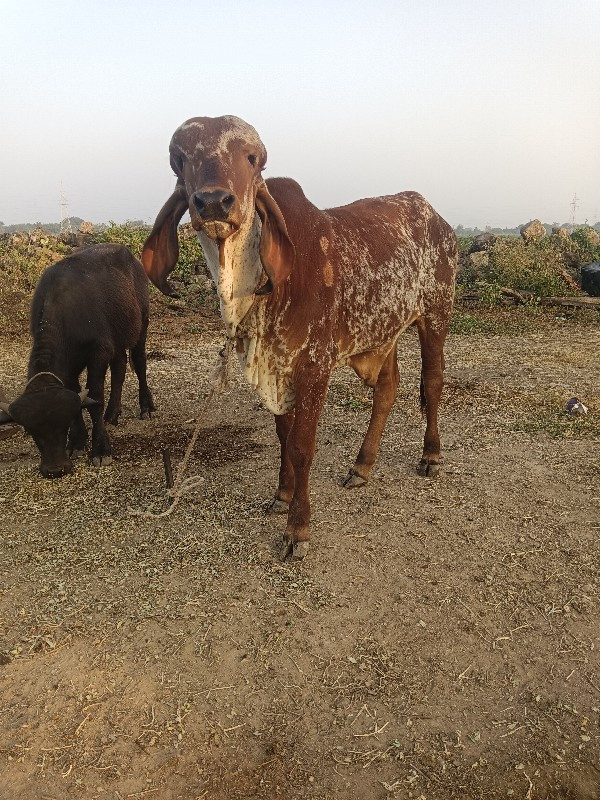 સારી ભાવનગર લાઇ...