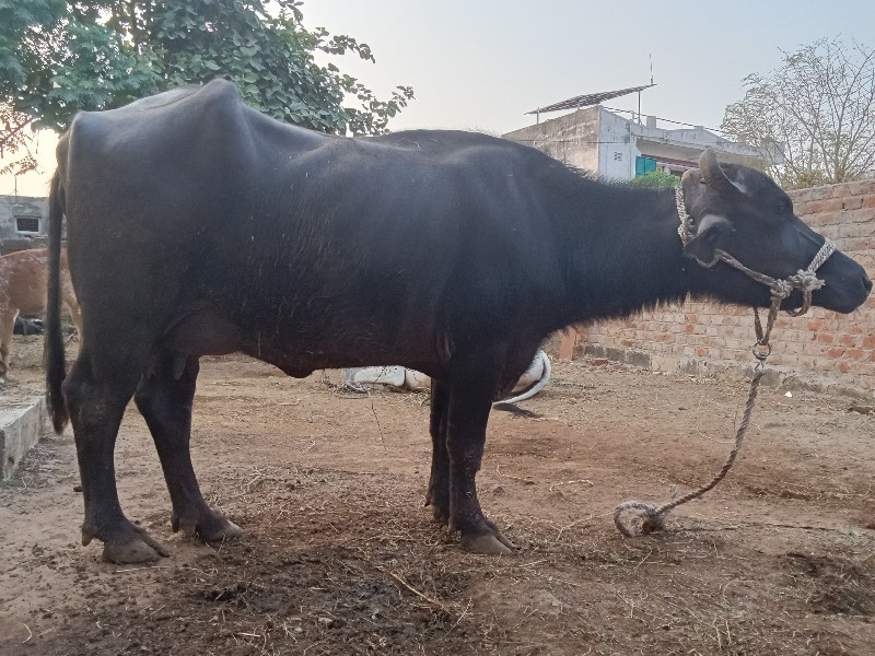 પેલું વેતર વીયા...