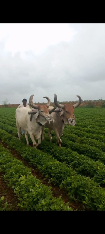 બળદ વેચવા ના છે...