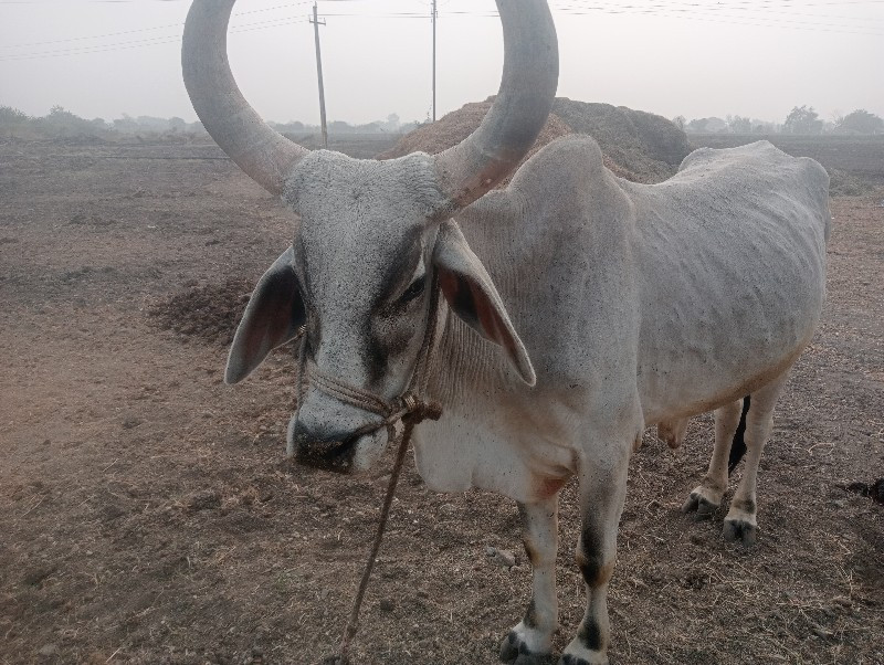 ગોઢલા